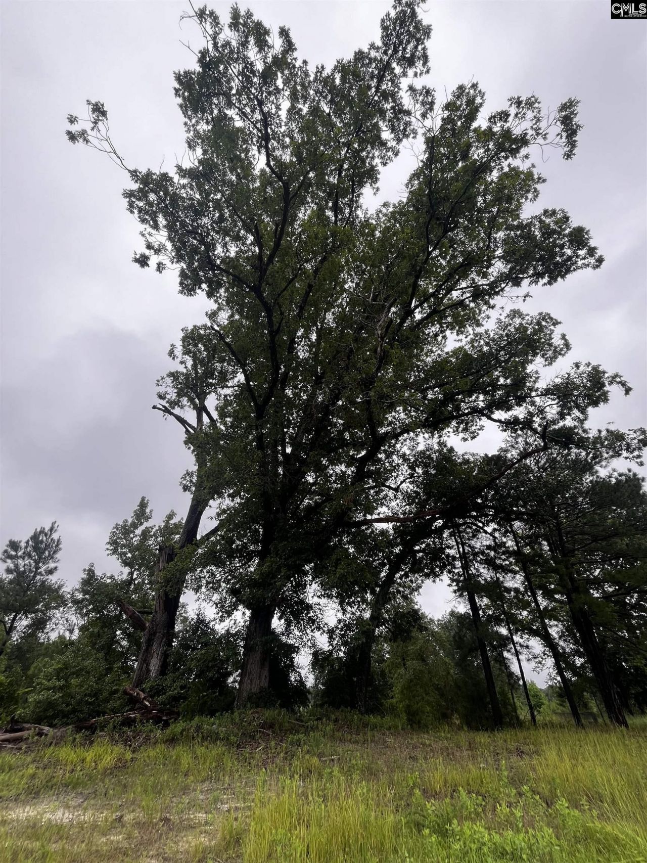 703 Neds Creek Road  Photo 6