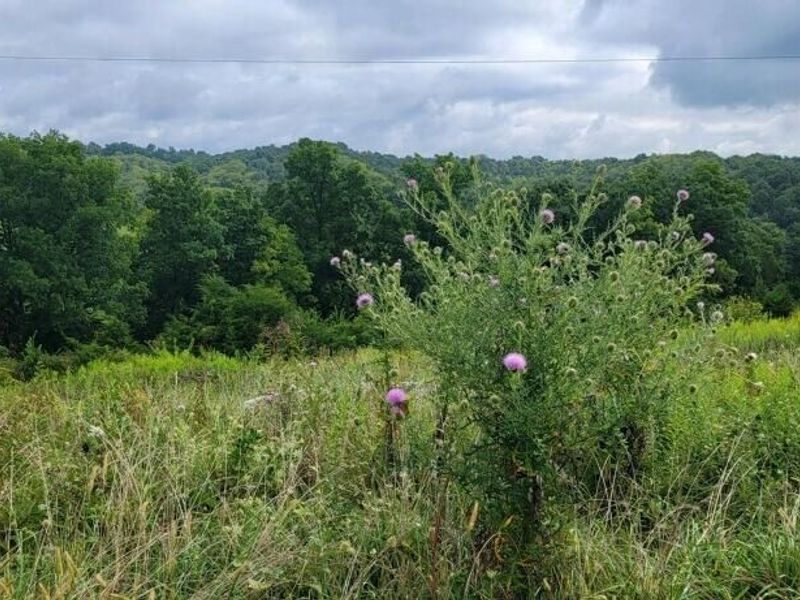 15711 Pfanstiehl Road, Demossville, KY 41033 Photo 16