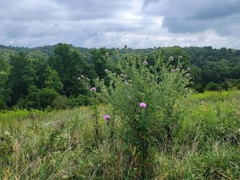 15711 Pfanstiehl Road, Demossville, KY 41033 Photo 17