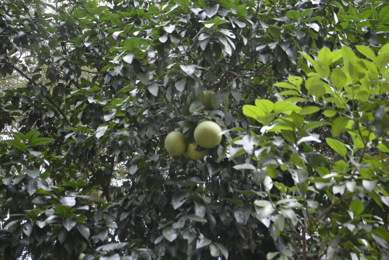 1042 Highway 174 Photo 52