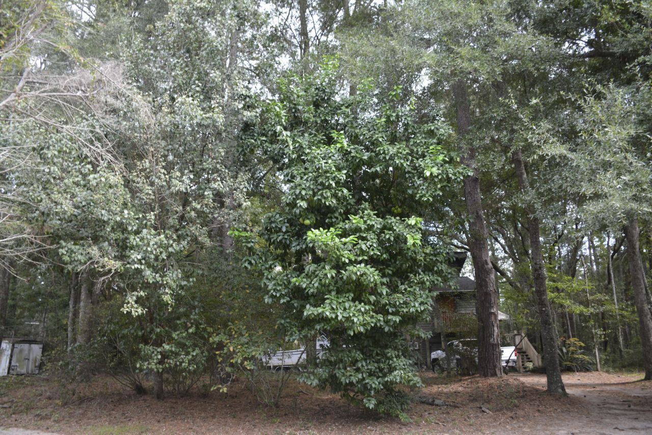 1042 Highway 174 Photo 56