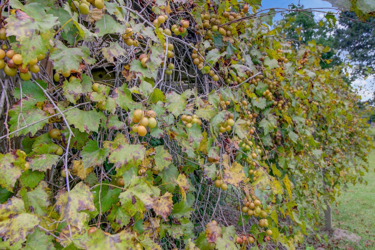 101 Fairway Court Photo 56