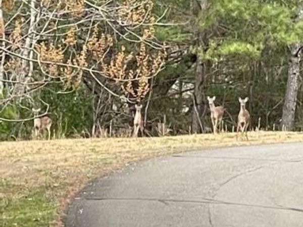 LT 33 Buck Creek Road, Ellijay, GA 30540