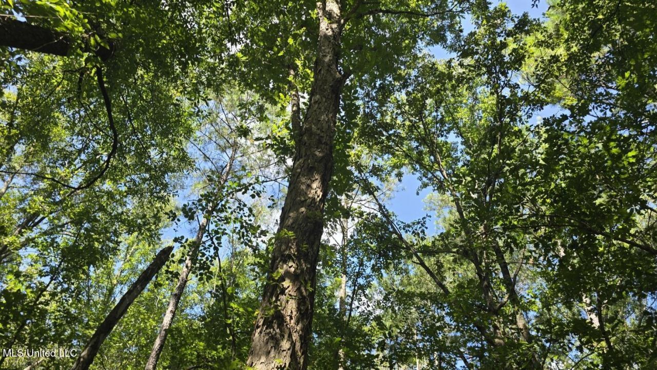 397 W Oakvale Road, Mount Olive, MS 39119 Main Photo