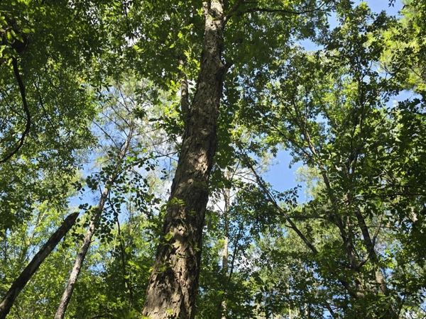 397 W Oakvale Road, Mount Olive, MS 39119