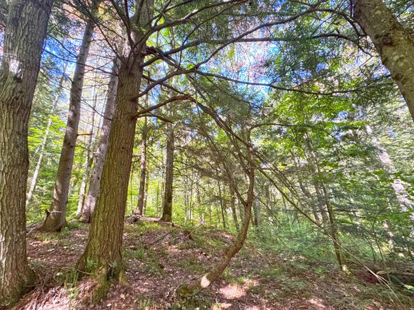 0 W Curleys BLVD, Paradise, MI 49768