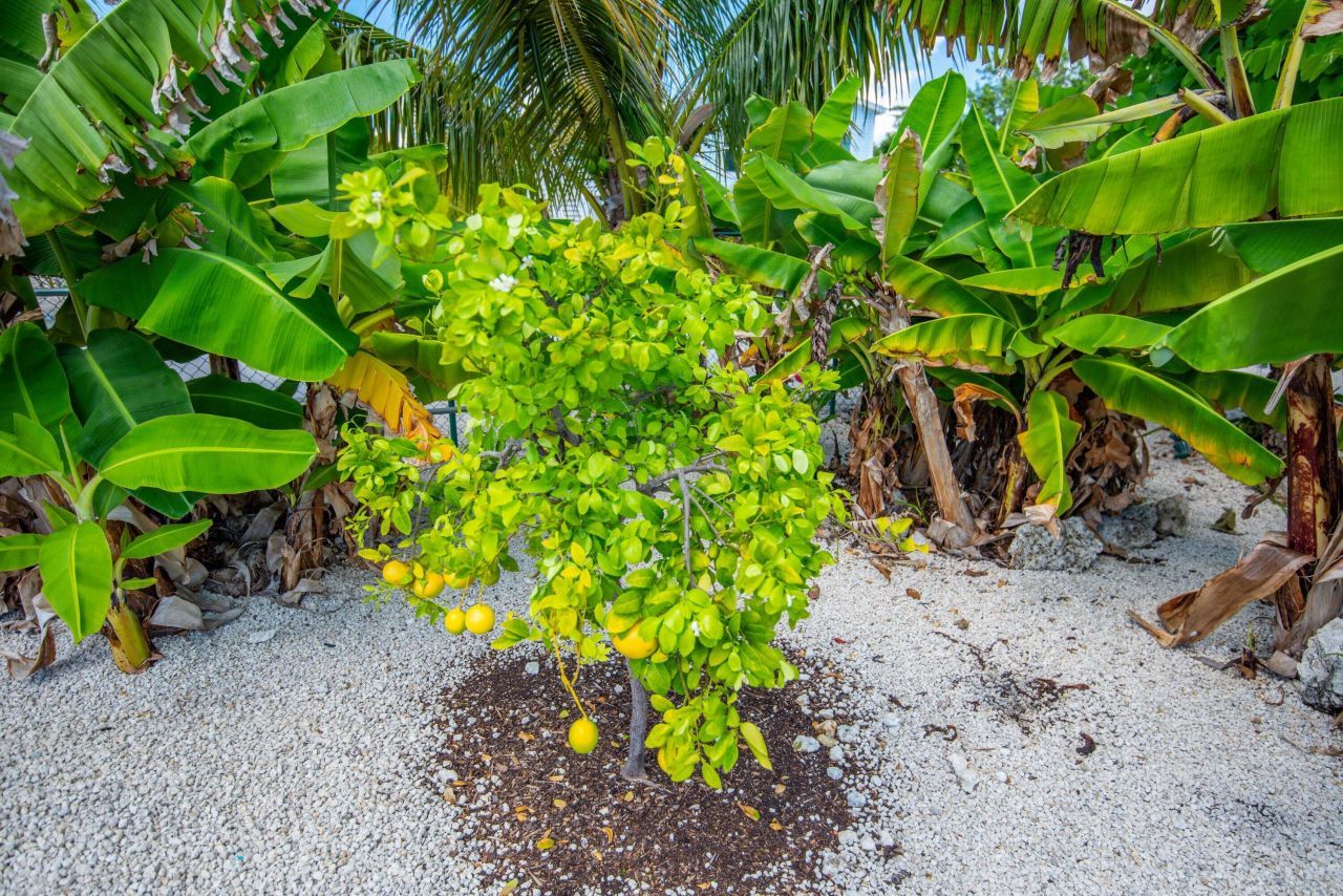 251 Pelican Lane, Big Pine Key, FL 33043 Photo