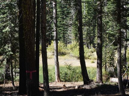 1391 Fern Drive, Bucks Lake, CA 95956 Photo