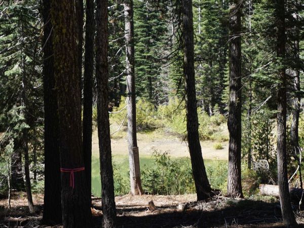 1391 Fern Drive, Bucks Lake, CA 95956