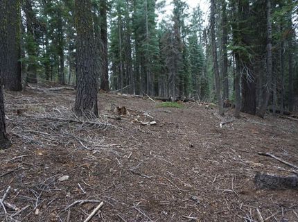 1391 Fern Drive, Bucks Lake, CA 95956 Photo