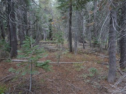 1388 Dogwood Drive, Bucks Lake, CA 95956 Photo