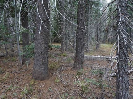 1388 Dogwood Drive, Bucks Lake, CA 95956 Photo