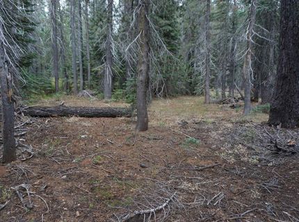 1388 Dogwood Drive, Bucks Lake, CA 95956 Photo