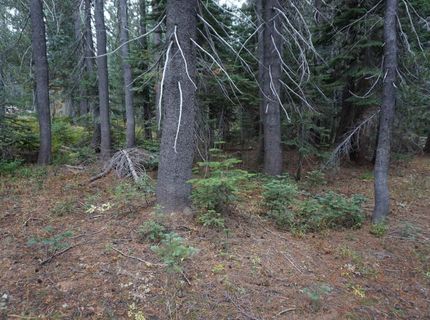 1388 Dogwood Drive, Bucks Lake, CA 95956 Photo