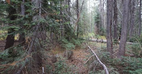 1388 Dogwood Drive, Bucks Lake, CA 95956 Photo