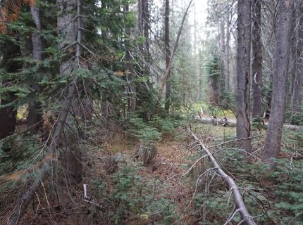 1388 Dogwood Drive, Bucks Lake, CA 95956 Photo