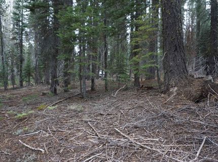 1388 Dogwood Drive, Bucks Lake, CA 95956 Photo