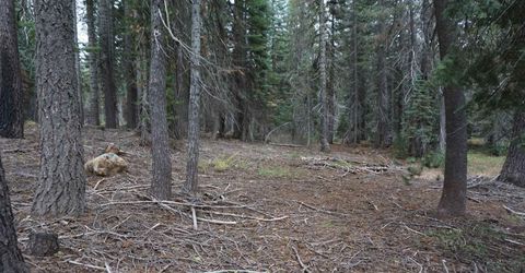 1388 Dogwood Drive, Bucks Lake, CA 95956 Photo