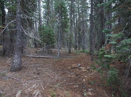 1388 Dogwood Drive, Bucks Lake, CA 95956 Photo