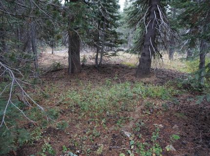 1388 Dogwood Drive, Bucks Lake, CA 95956 Photo
