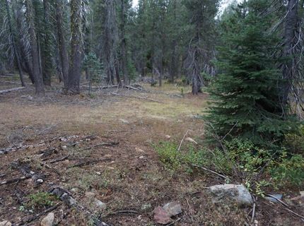 1388 Dogwood Drive, Bucks Lake, CA 95956 Photo