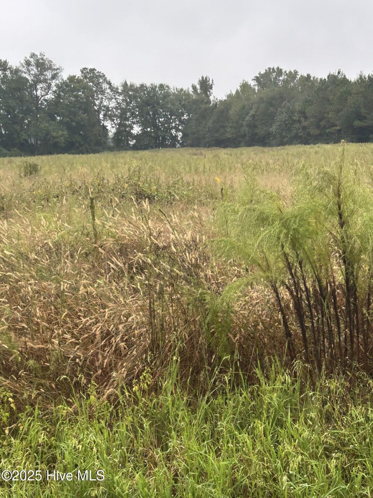 11.98 Pelham Road, Willard, NC 28478 Main Photo