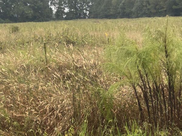 11.98 Pelham Road, Willard, NC 28478