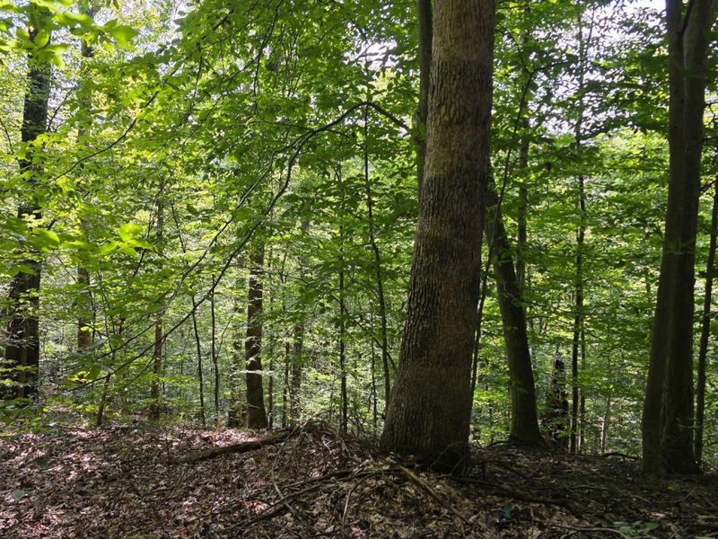 0 Tucker Road, Unit (Tract D a, New Straitsville, OH 43766 Photo 23