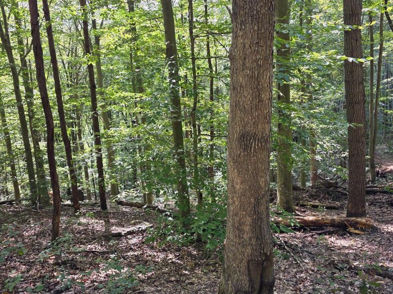 0 Tucker Road, Unit (Tract D a, New Straitsville, OH 43766 Photo 32