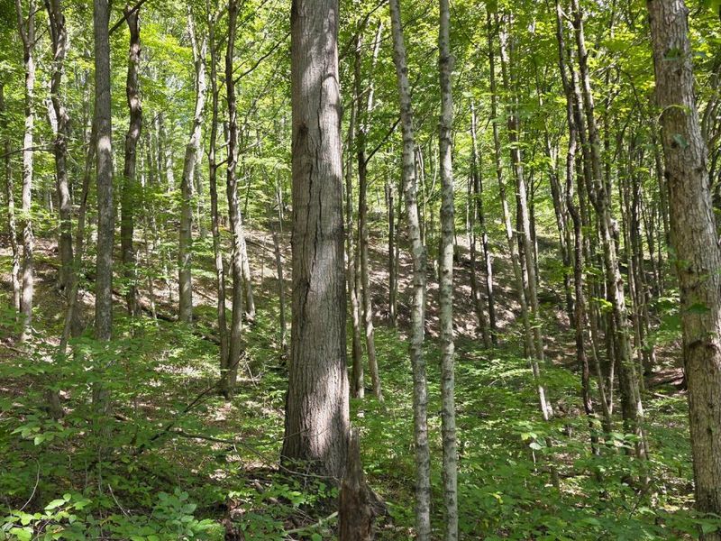 0 Tucker Road, Unit (Tract D a, New Straitsville, OH 43766 Photo 37