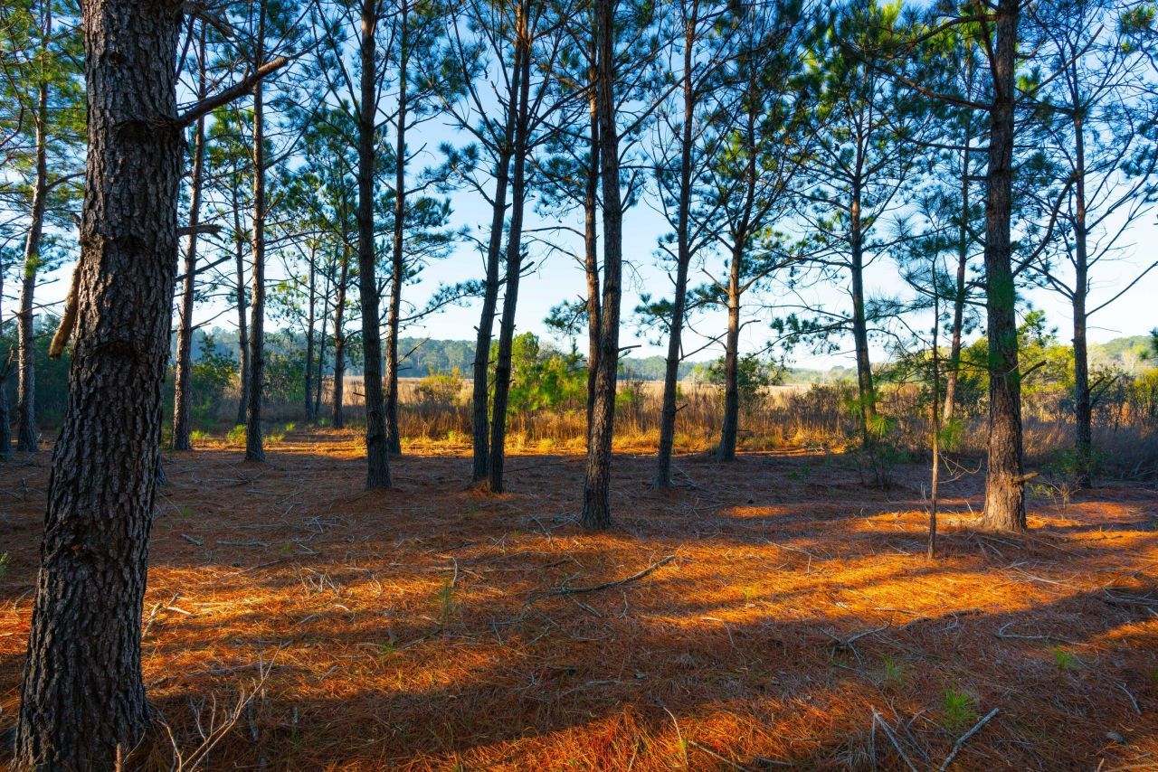 0 Rushland Landing  Photo 18