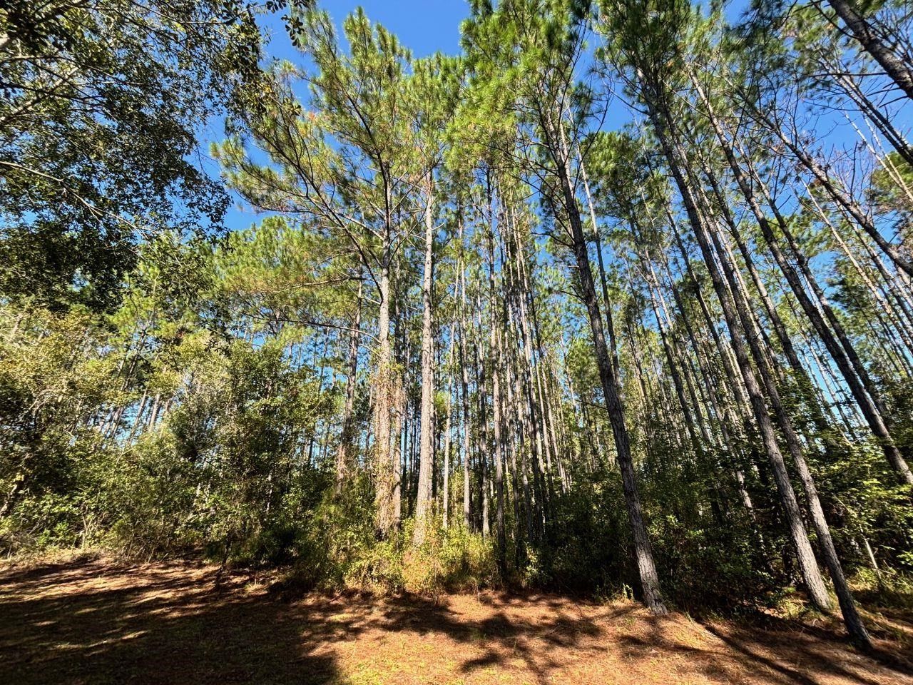 1570 SW Wabasso Terrace, Greenville, FL 32331 Photo