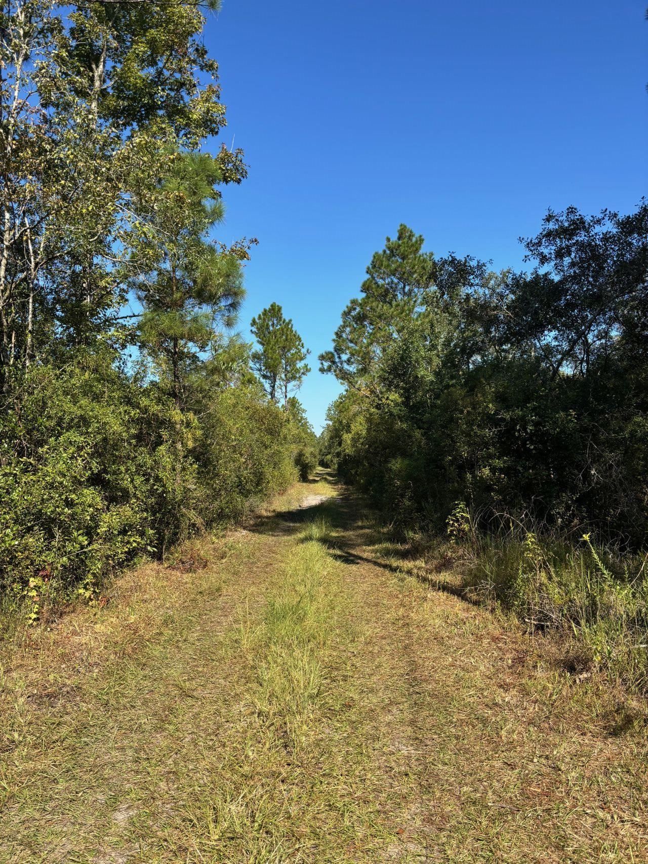 1570 SW Wabasso Terrace, Greenville, FL 32331 Photo