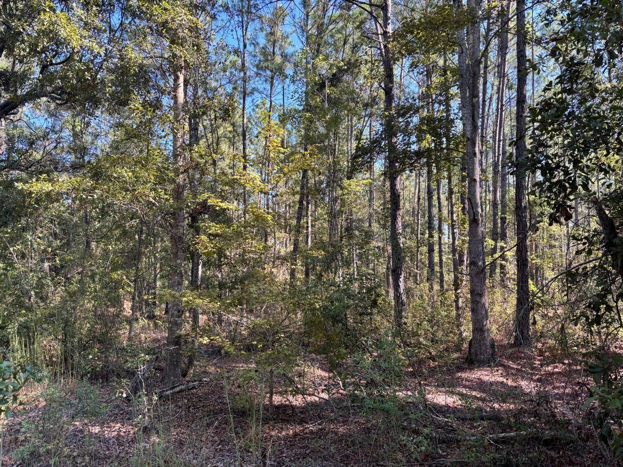 1570 SW Wabasso Terrace, Greenville, FL 32331 Photo