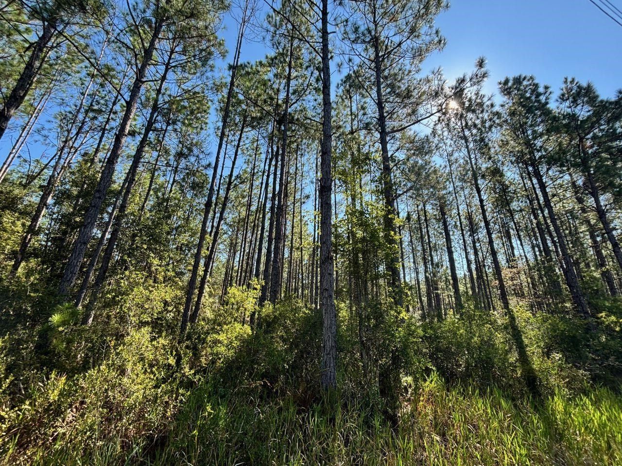 1570 SW Wabasso Terrace, Greenville, FL 32331 Photo