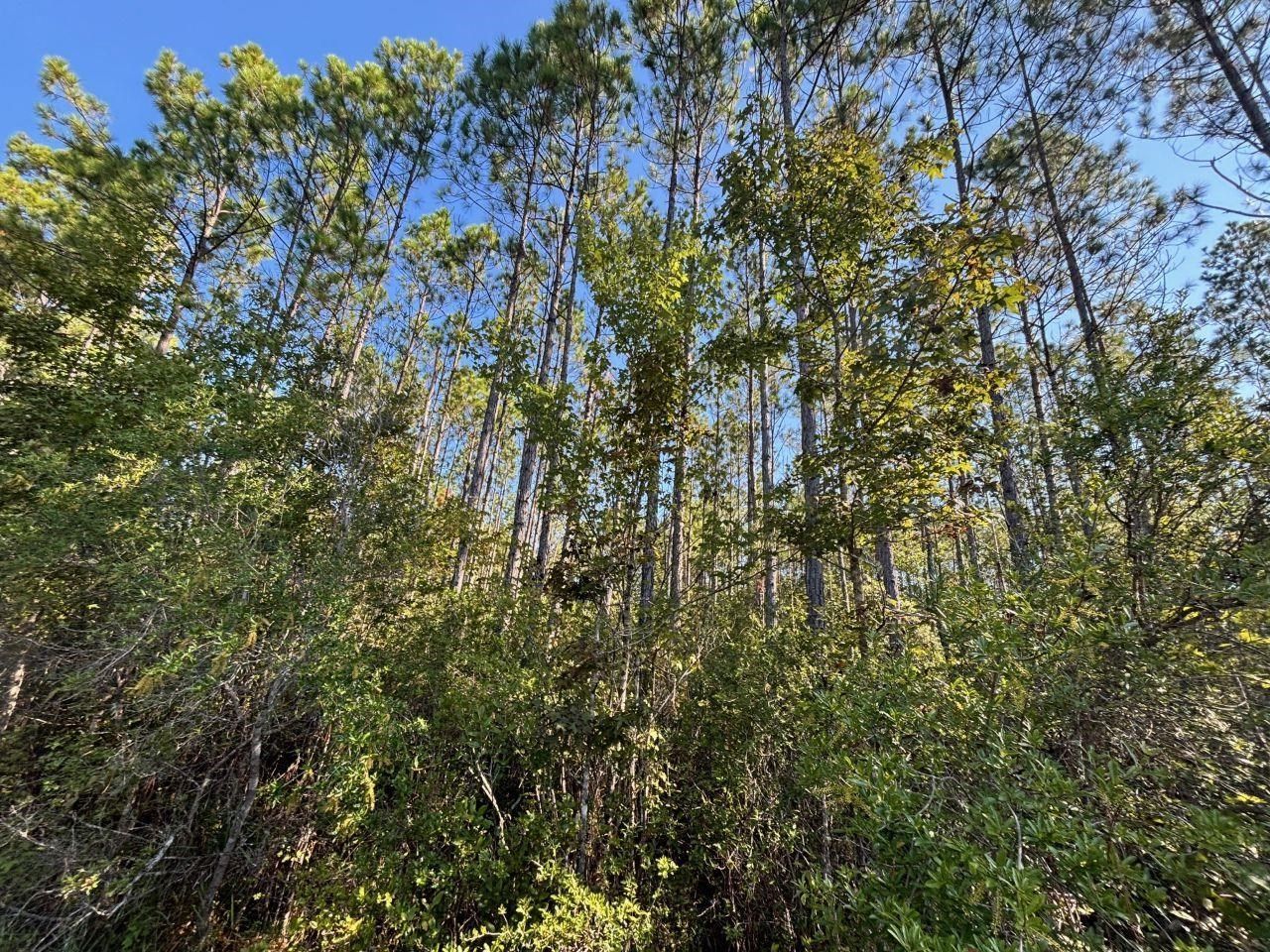 1570 SW Wabasso Terrace, Greenville, FL 32331 Photo