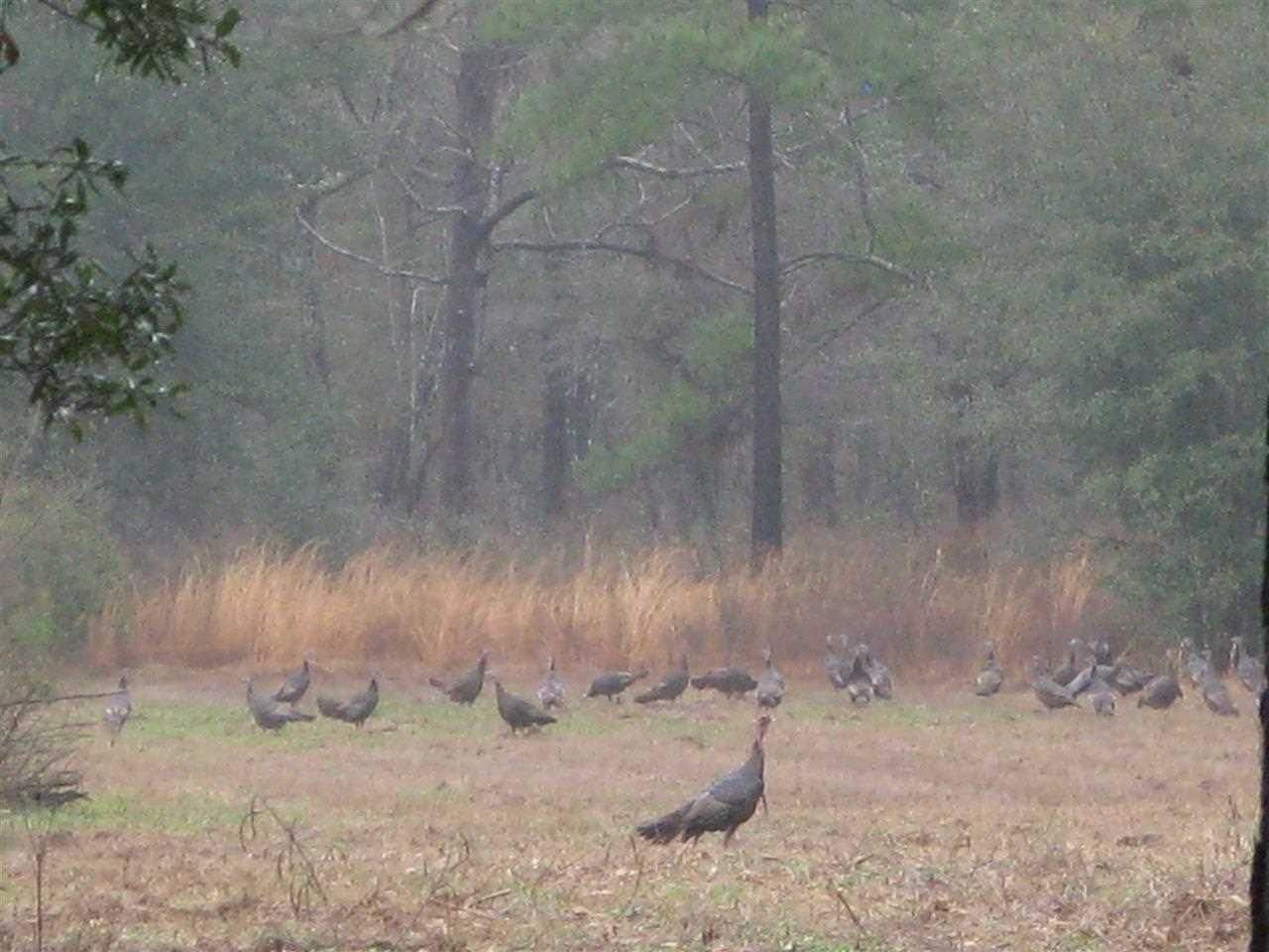 10300 Mccracken Road, Tallahassee, FL 32309 Photo