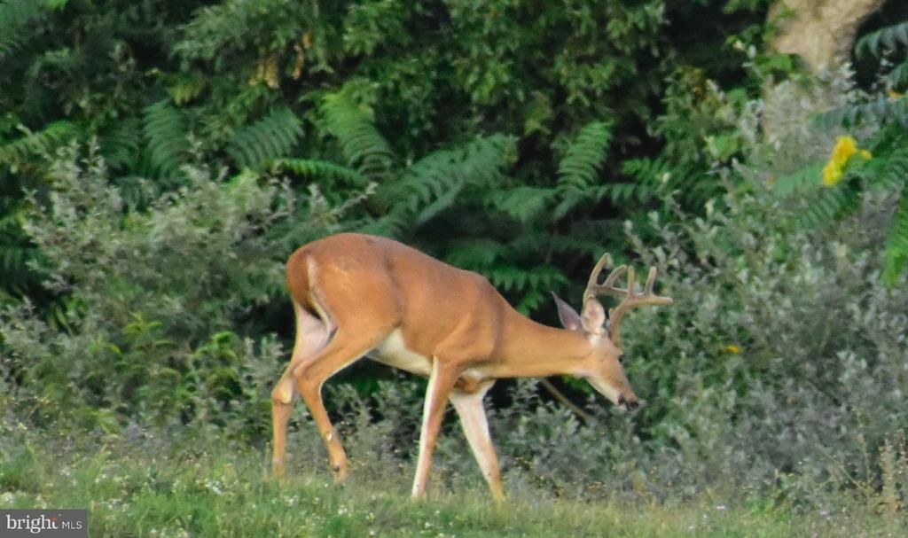 158.5 Acres Lot 3 Laurel Grove Rd., Winchester, VA 22602 Main Photo