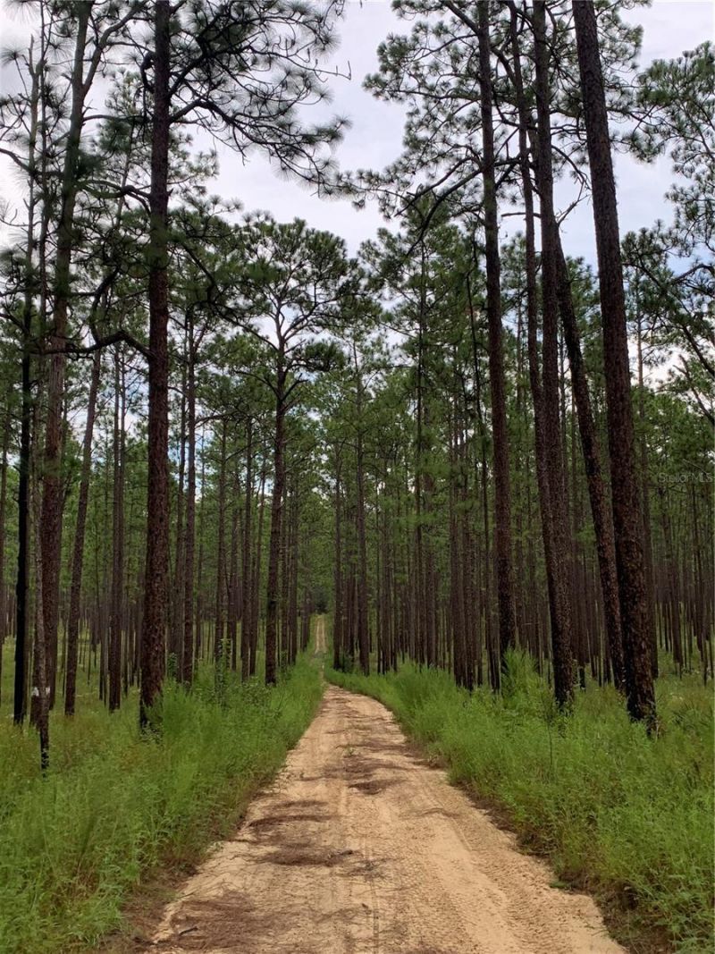 24605 And 24645 NE 177th Terrace, Fort Mc Coy, FL 32134 Photo