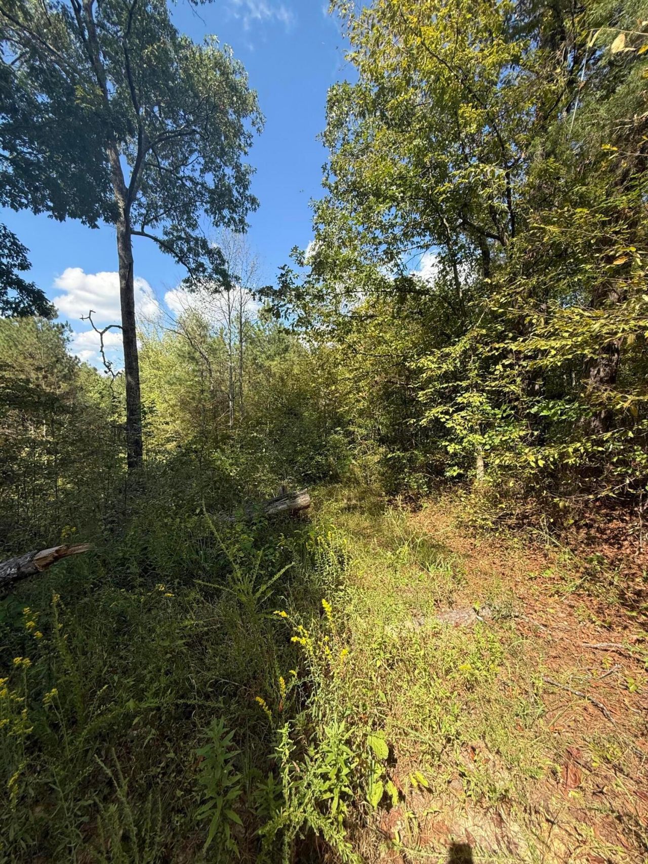 County Rd 3730, Addison, AL 35540 Main Photo