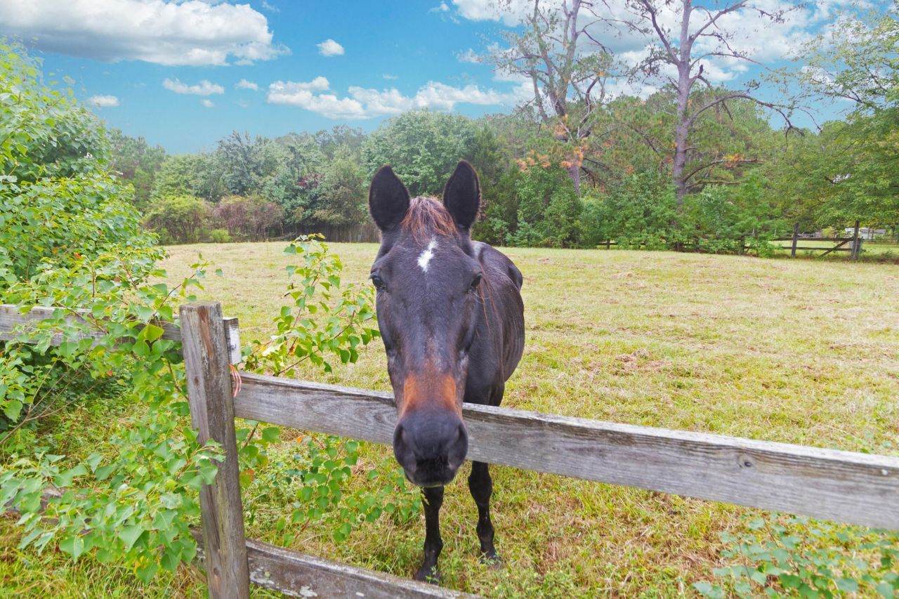 274 Campbell Road Photo 85