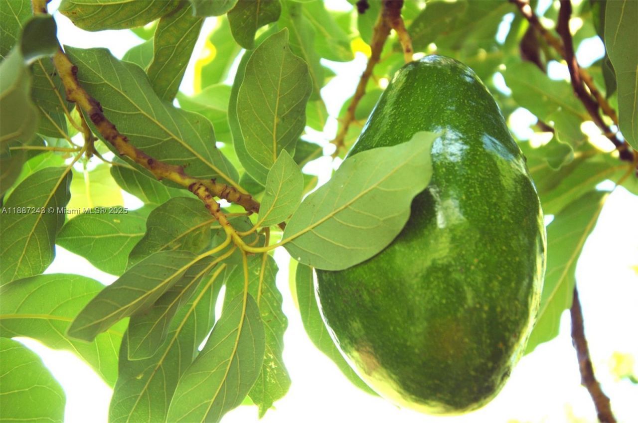 23440 SW 159th Ave, Homestead, FL 33031 Photo