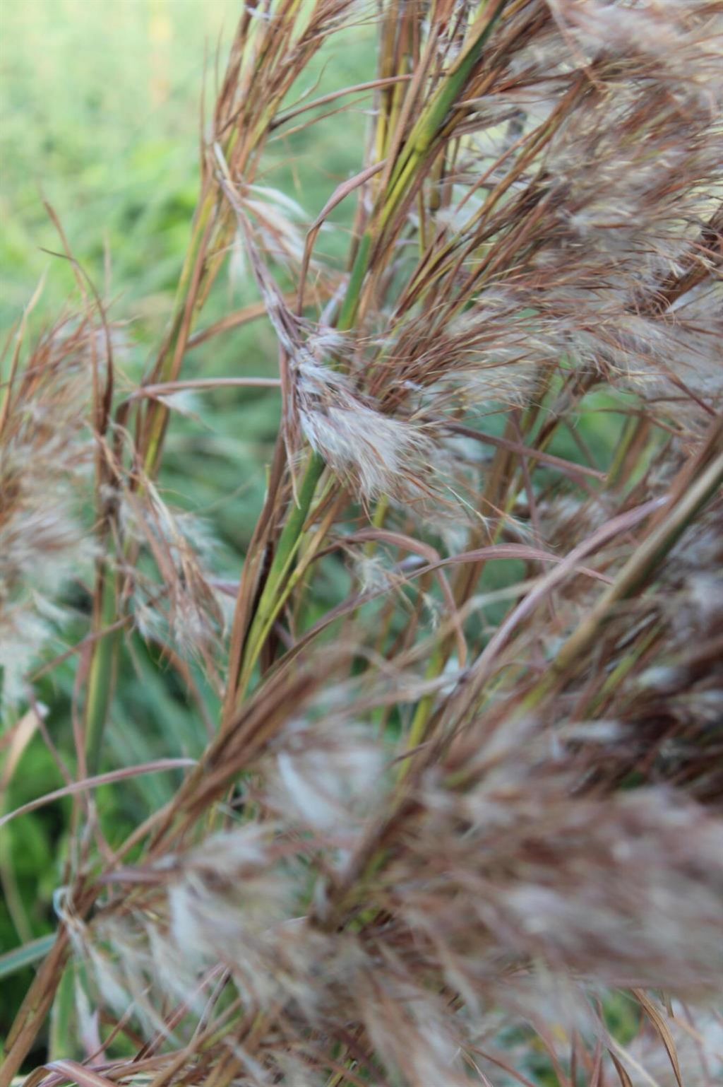 1828 Grey Falcon Circle Sw, Vero Beach, FL 32962 Photo