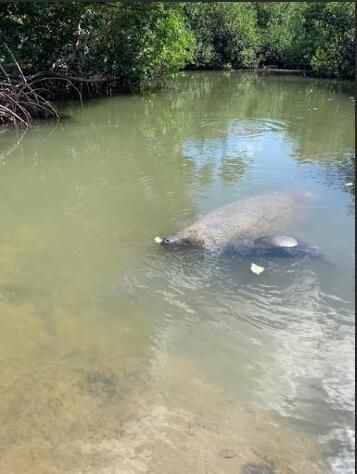 24840 Park Drive, Summerland Key, FL 33042 Photo