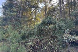 000 Quattlebaum Avenue photo 4