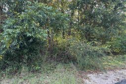 000 Quattlebaum Avenue photo 4