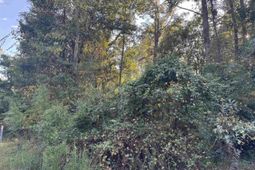 000 Quattlebaum Avenue photo 4