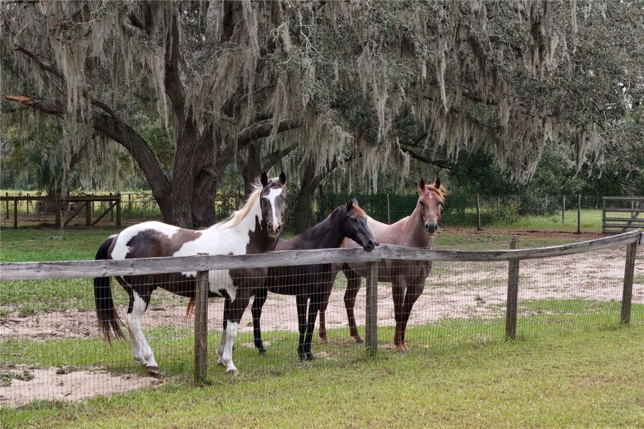 41812 Catbrier Lane, Umatilla, FL 32784 Photo