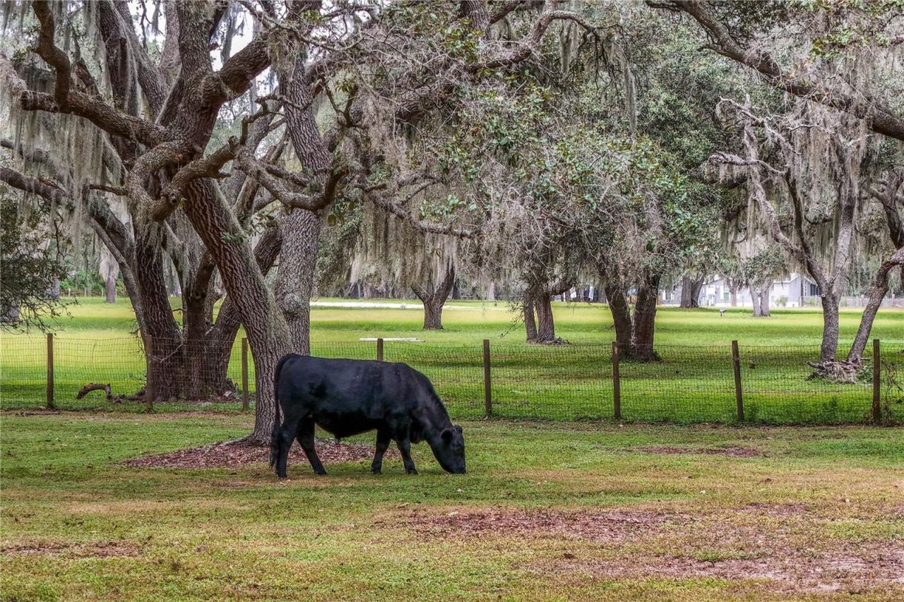 41812 Catbrier Lane, Umatilla, FL 32784 Photo