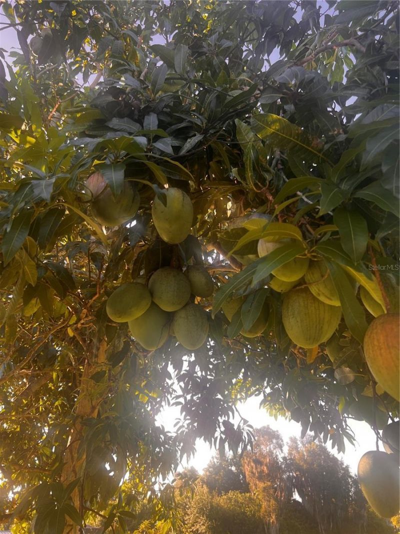 6309 Avocado Dr, Indian Lake Estates, FL 33855 Photo